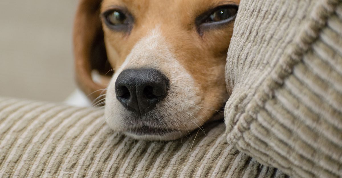 pet odor removal