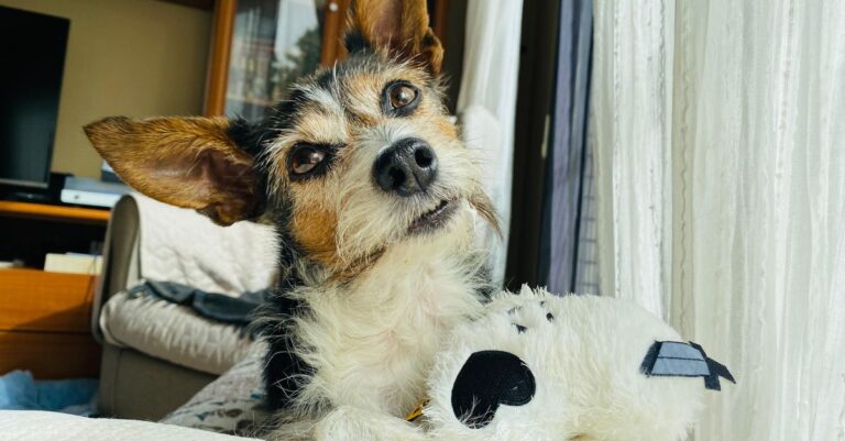 Mastering Pet Odor Removal Naturally