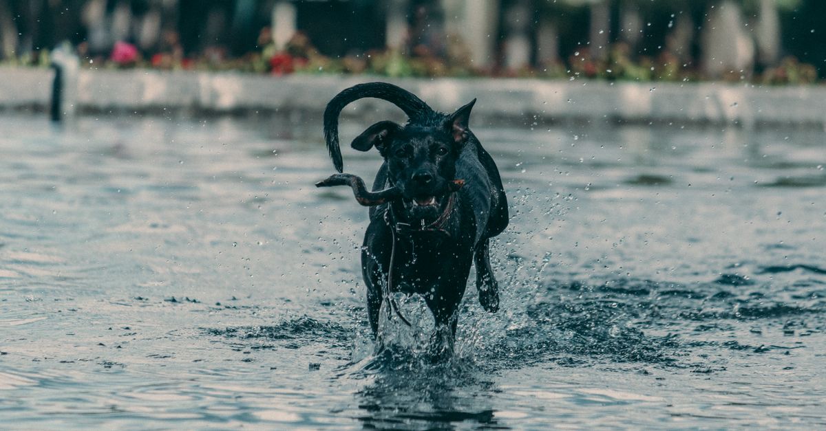 Pet Outdoor Activities