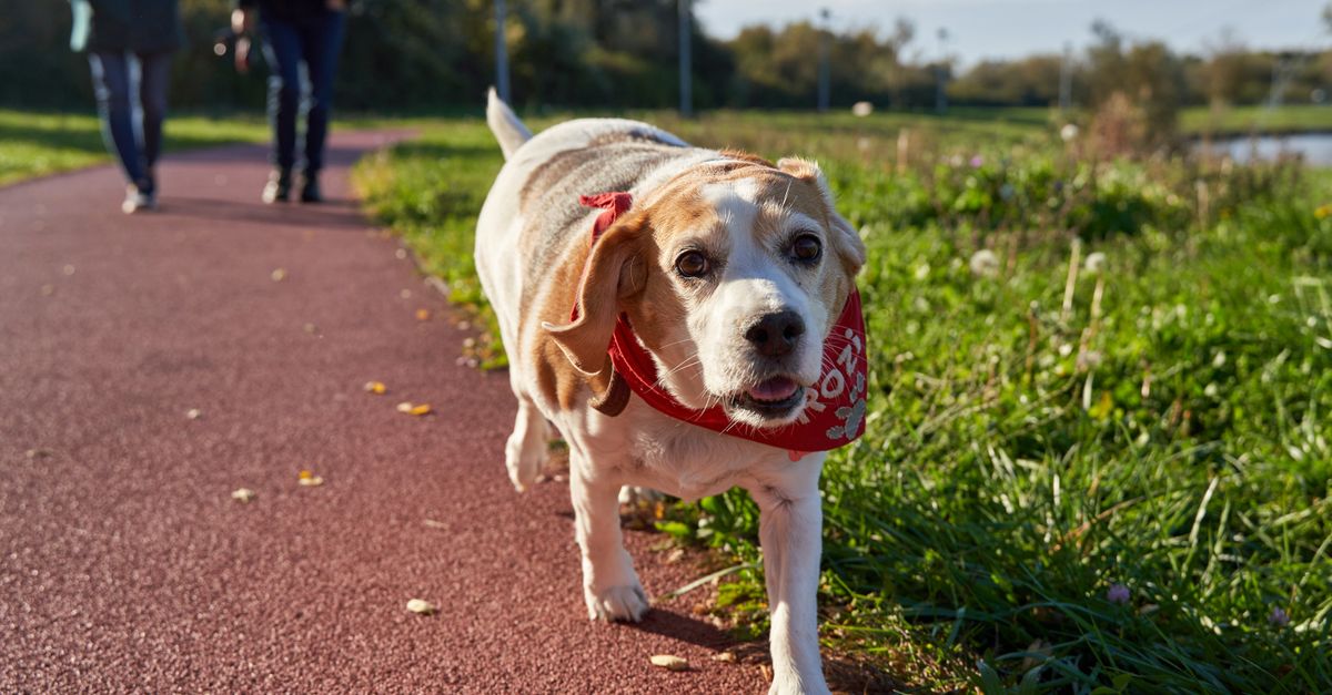 pet overweight prevention