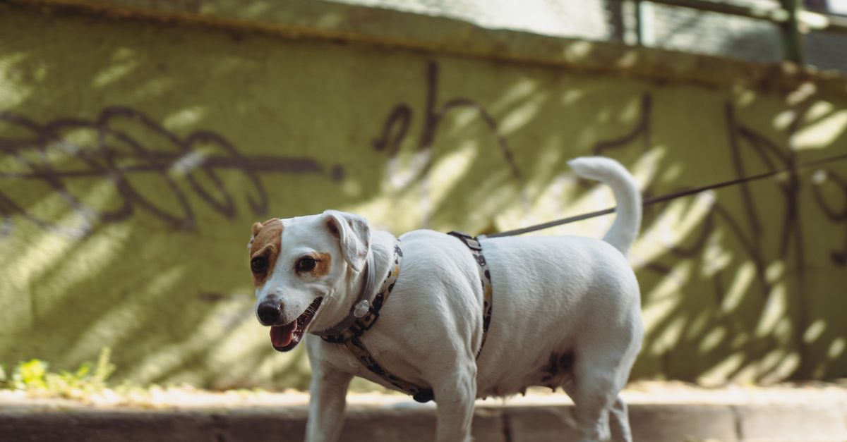 pet overweight prevention