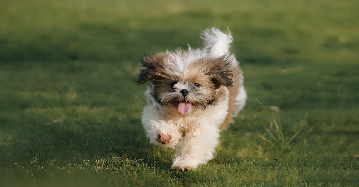 Mastering Pet Overweight Prevention Naturally