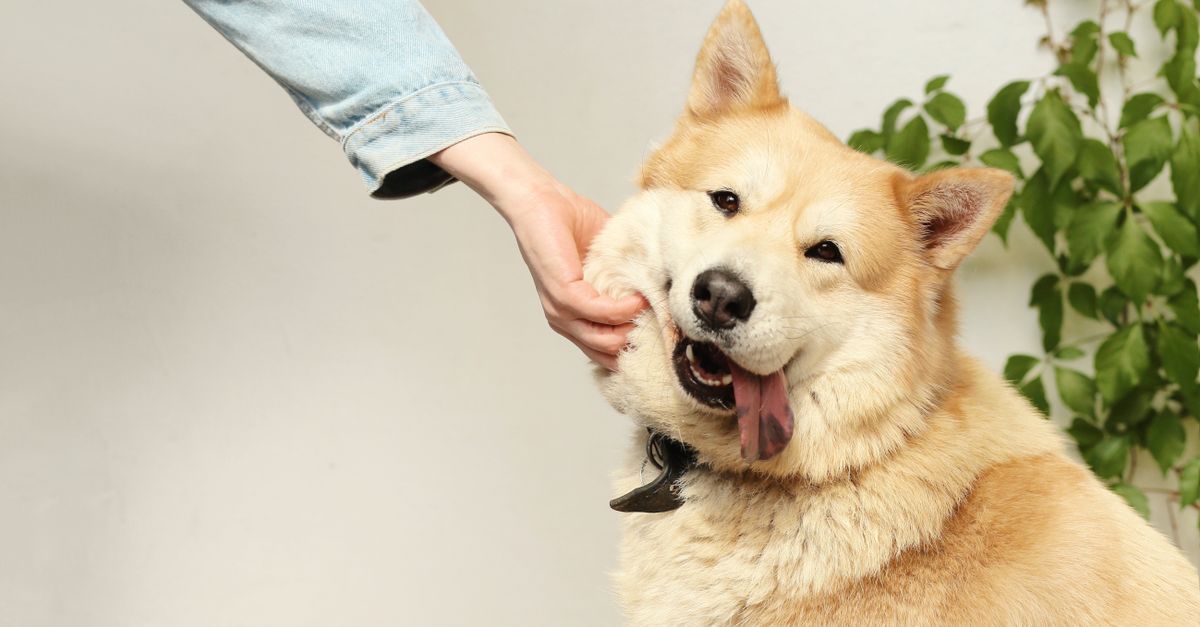 Mastering Pet Parasite Control Naturally
