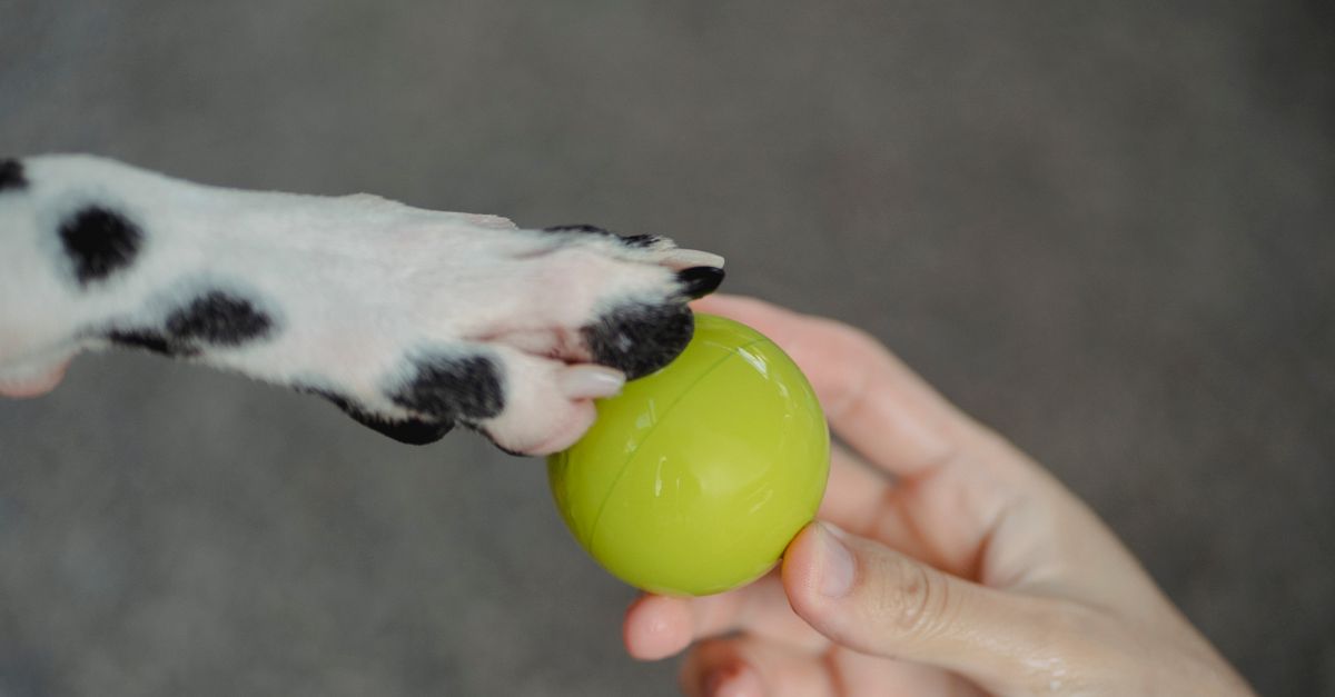 pet paw care