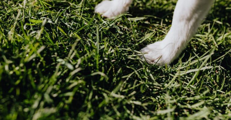 Mastering Pet Paw Care: Healthy Paws for Happy Pets