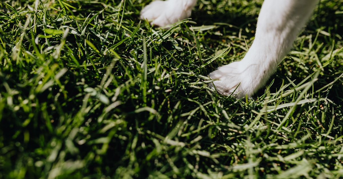 Mastering Pet Paw Care: Healthy Paws for Happy Pets