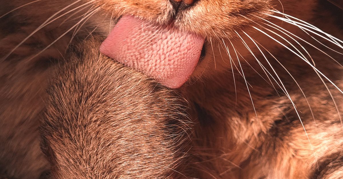 pet paw cleaning