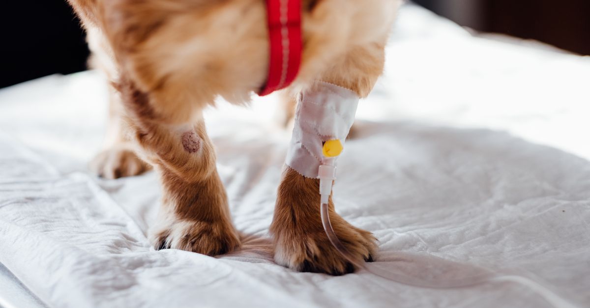 pet paw treatment