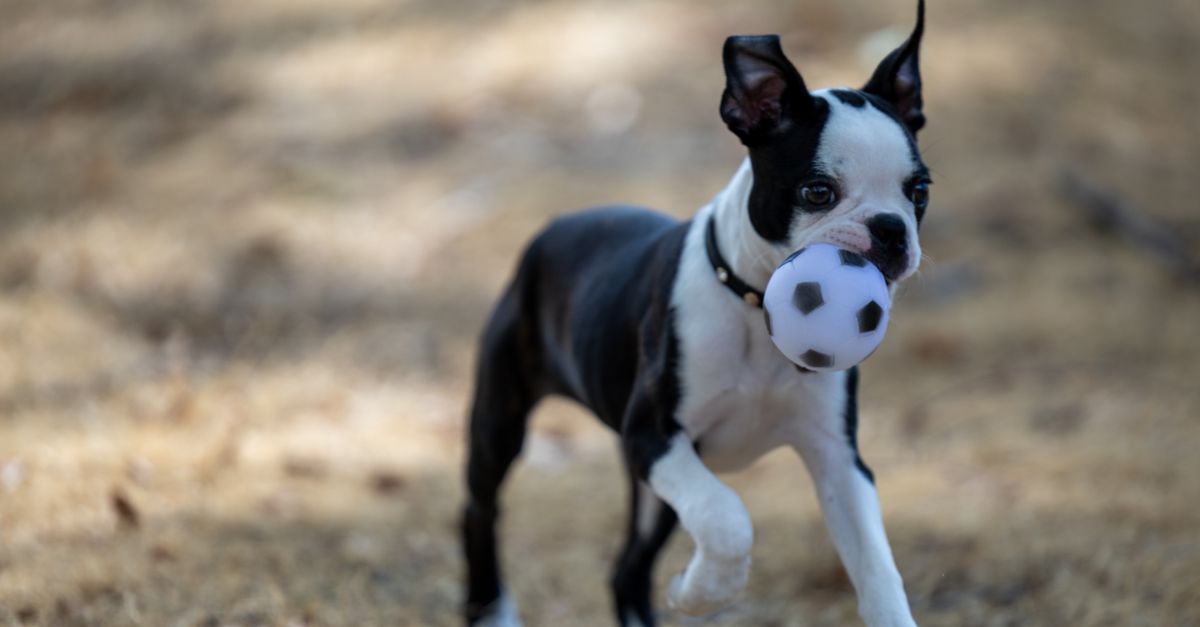 pet playtime fun