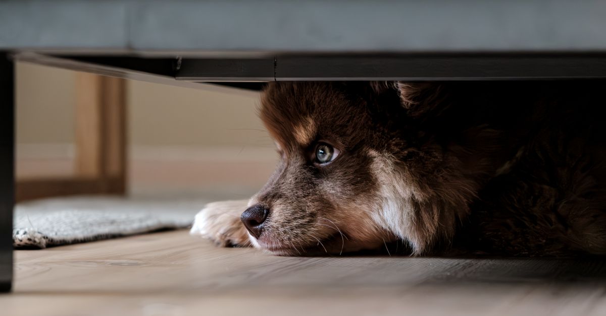 pet safe space