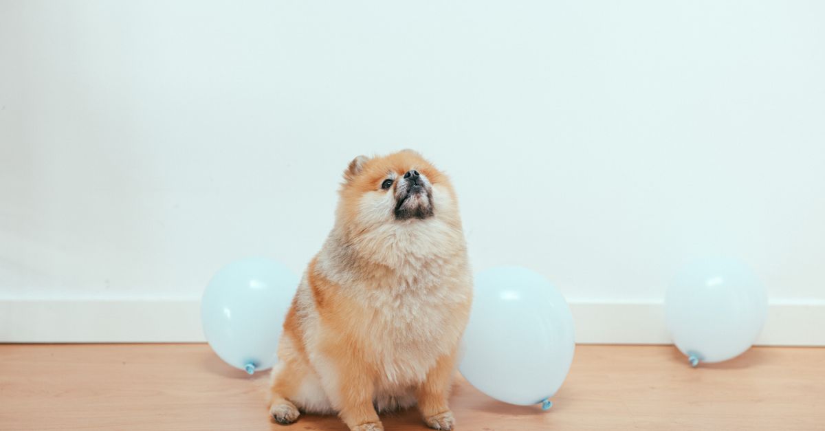 pet shedding seasons