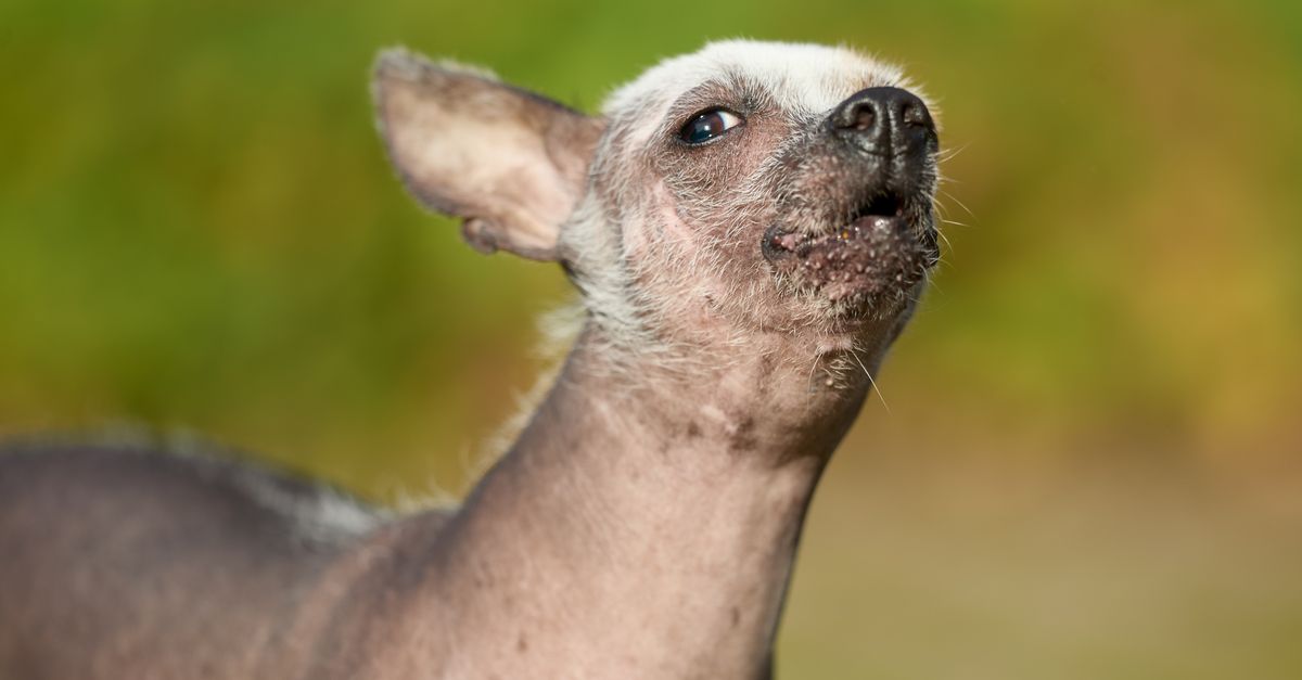 pet shedding seasons