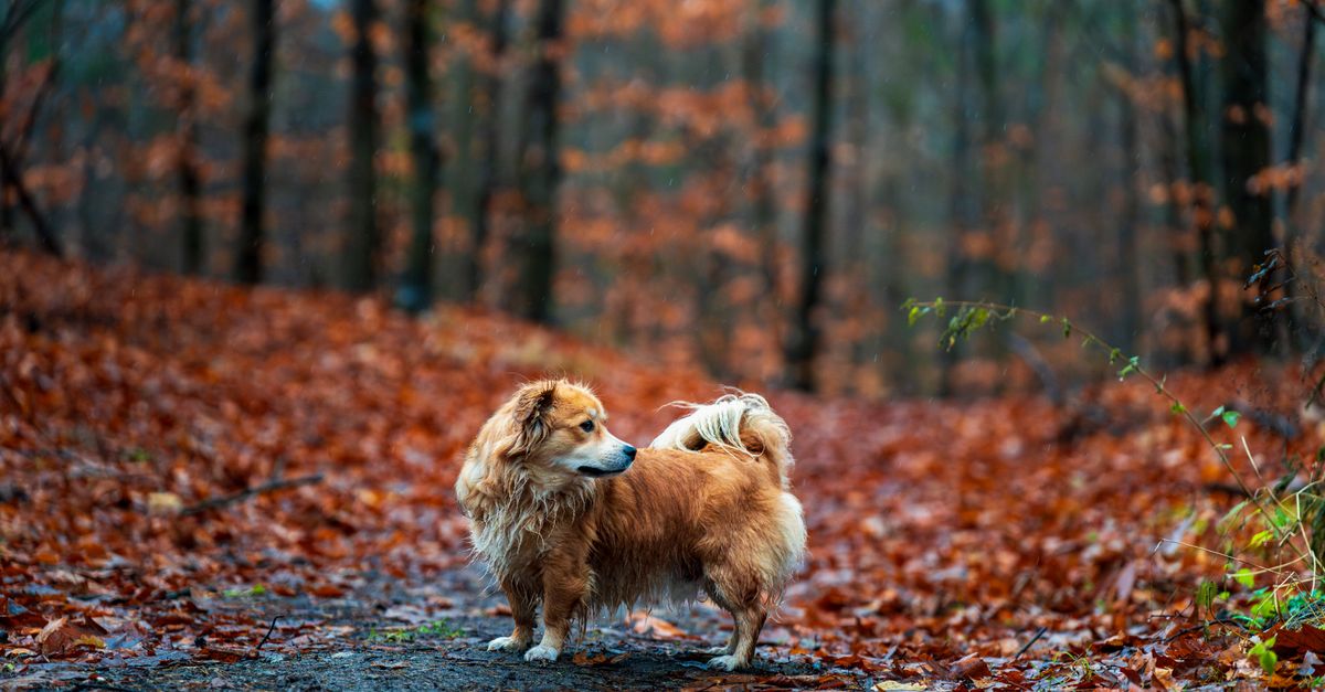 pet shedding seasons