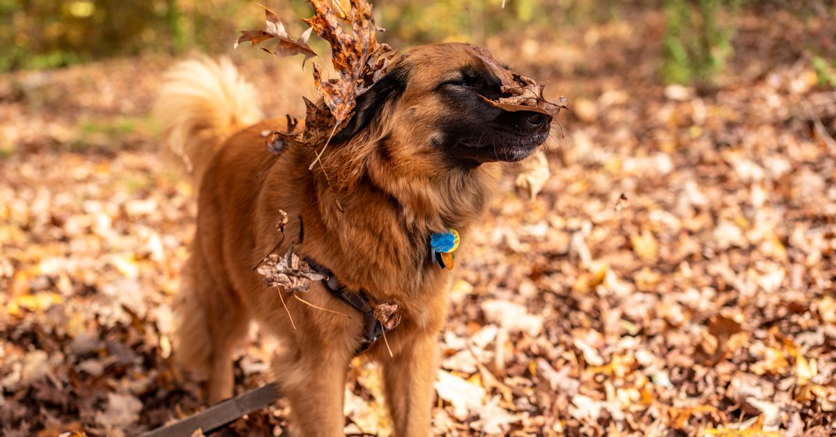 pet shedding seasons