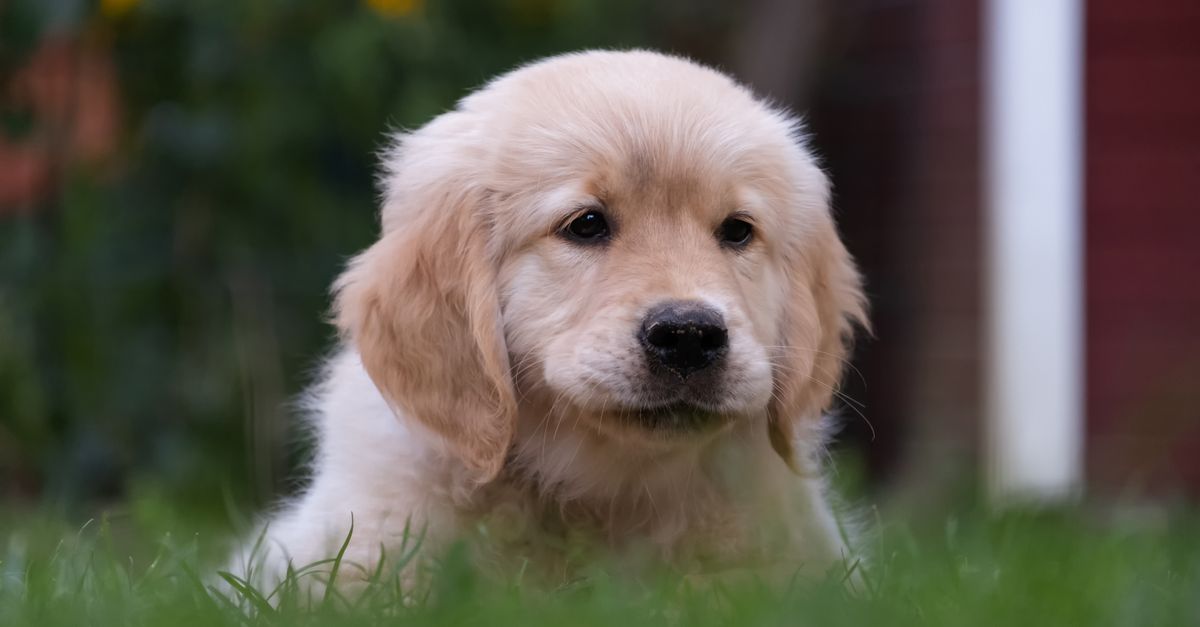 Mastering Pet Shedding Seasons