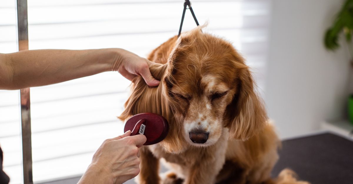 Pet Shedding