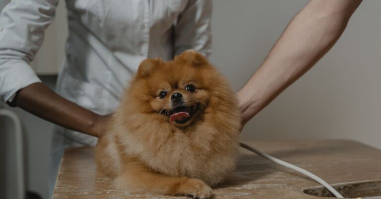 Mastering Pet Skin Allergies Naturally