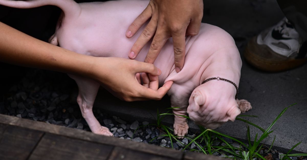 Pet Skin Care
