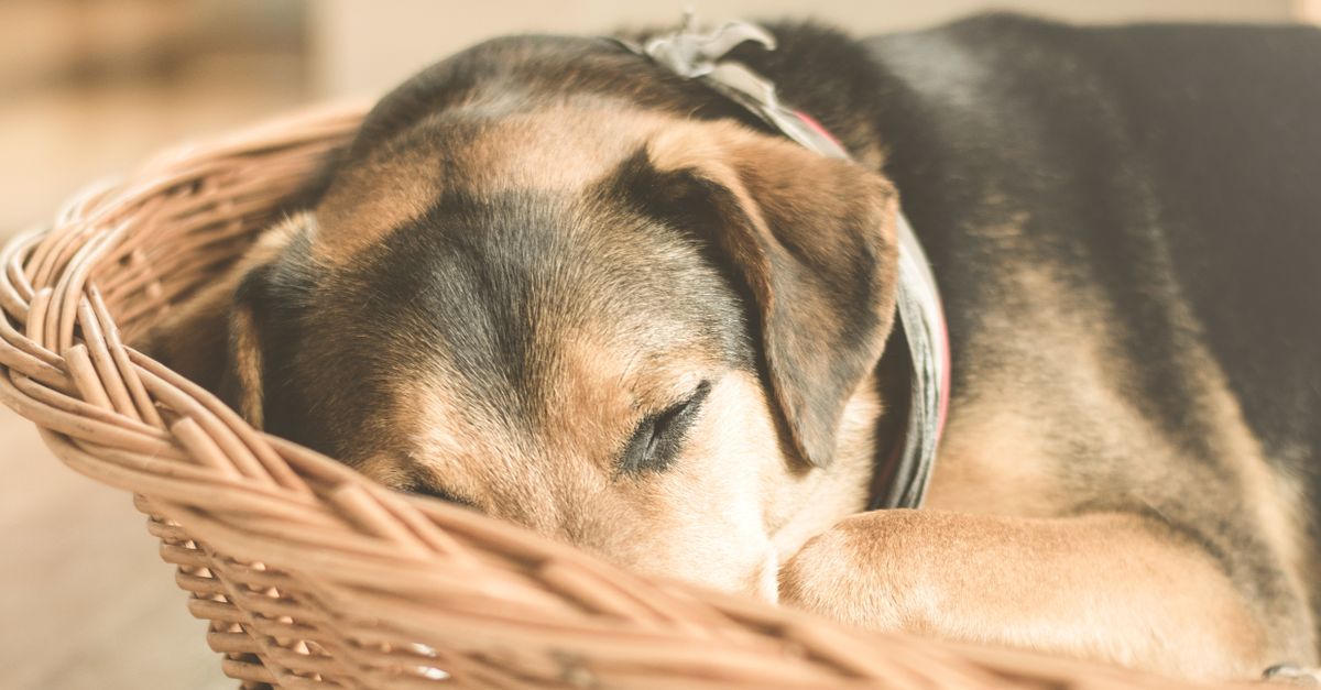 pet sleep
