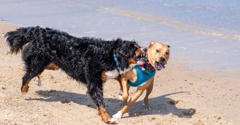 Pet Sun Protection: Safe Outdoor Fun