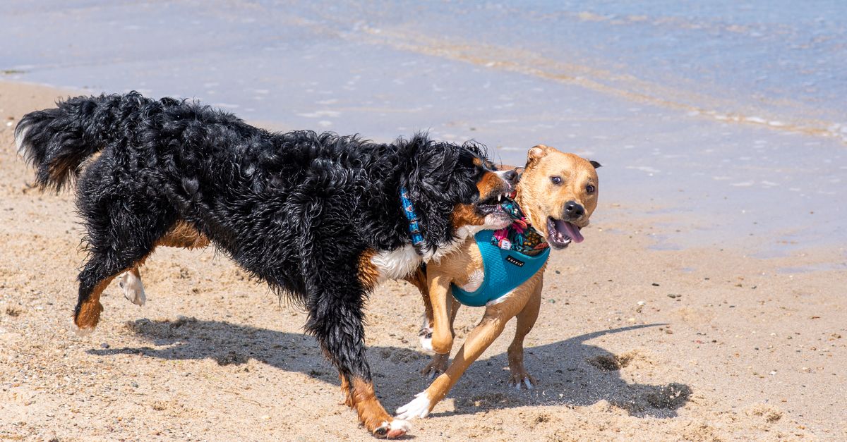 Pet Sun Protection: Safe Outdoor Fun