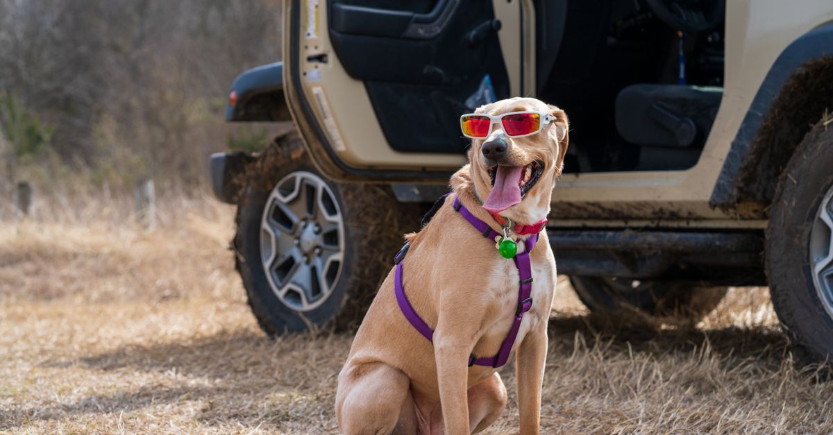 Pet Sun Protection Tips