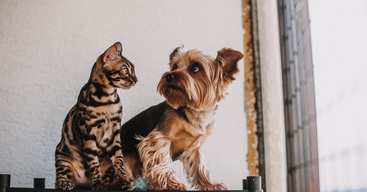 pet supervision