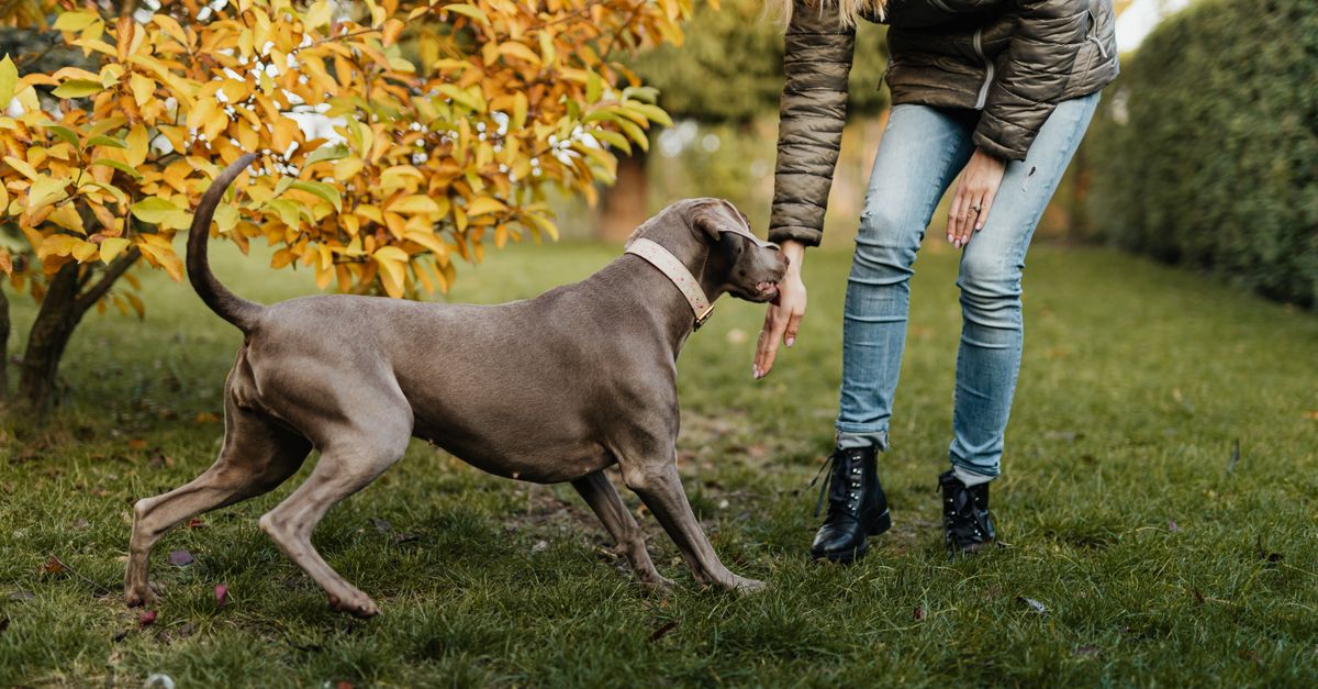 pet training mistakes