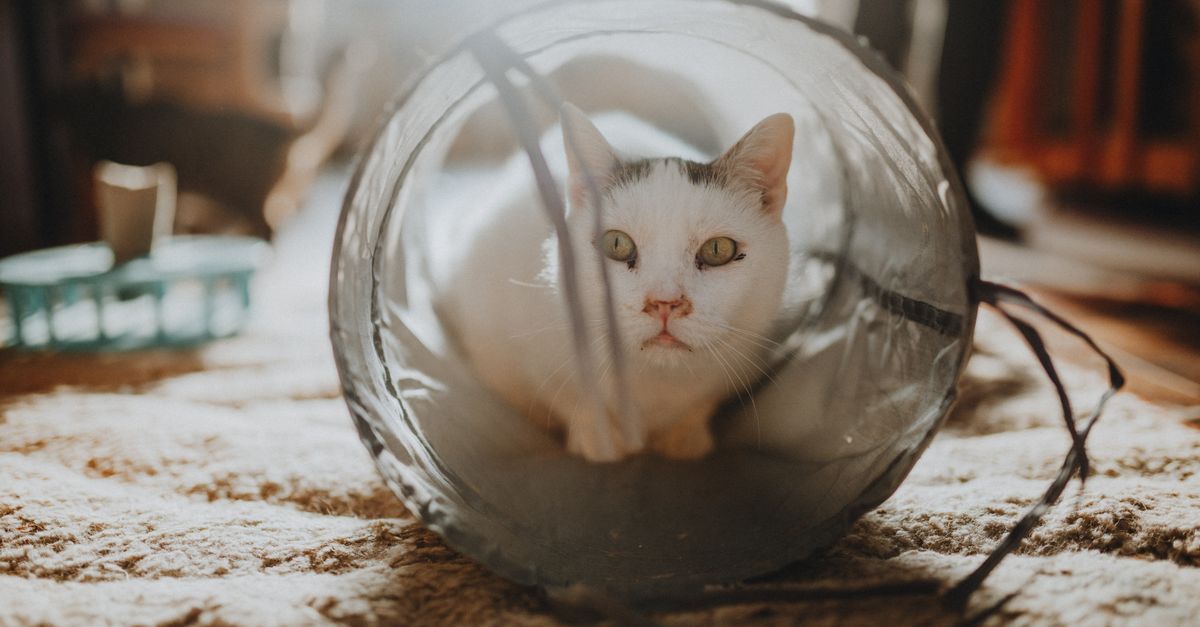 pet tunnel materials