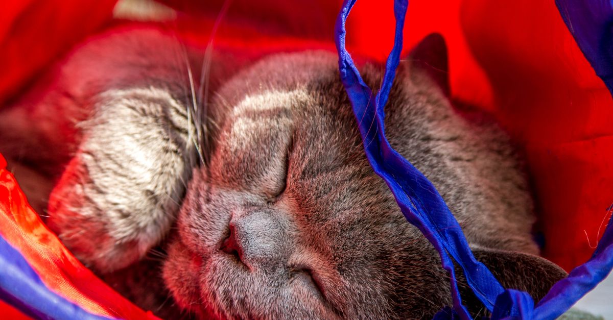 pet tunnel safety