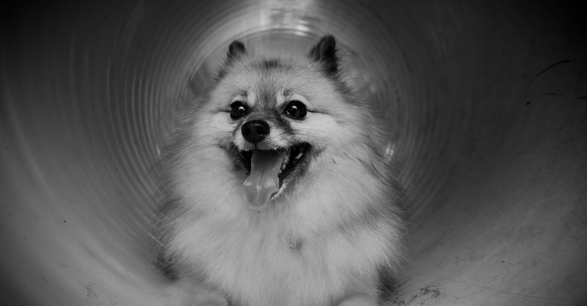 pet tunnel systems