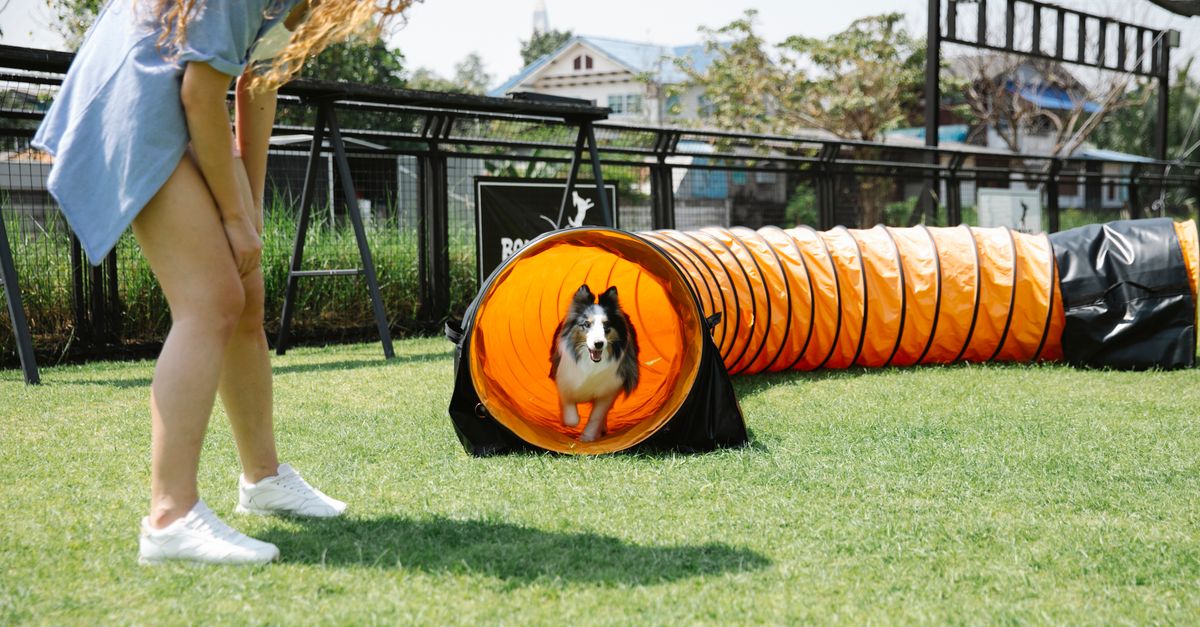 pet tunnel systems