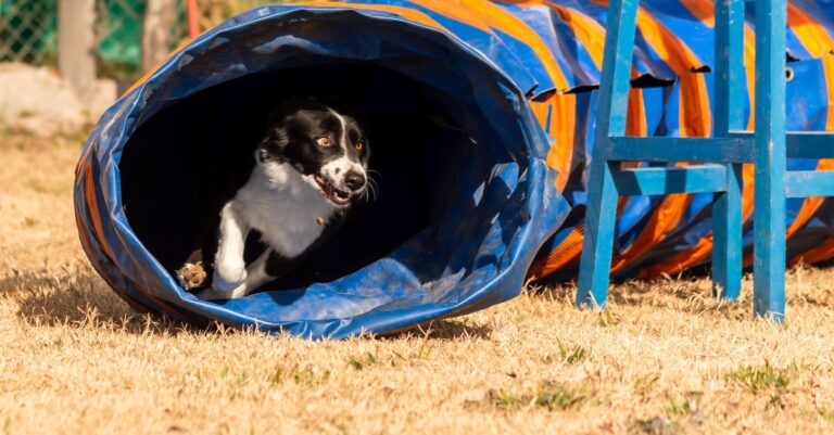 Mastering Pet Tunnel Systems for Fun and Exercise