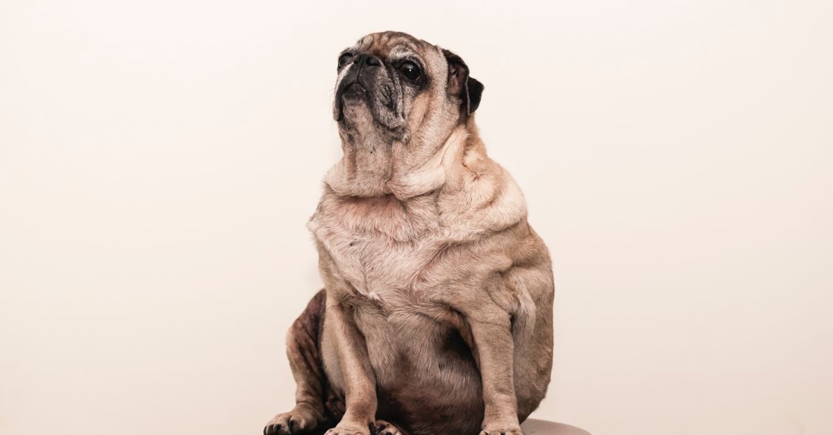 pet weight management