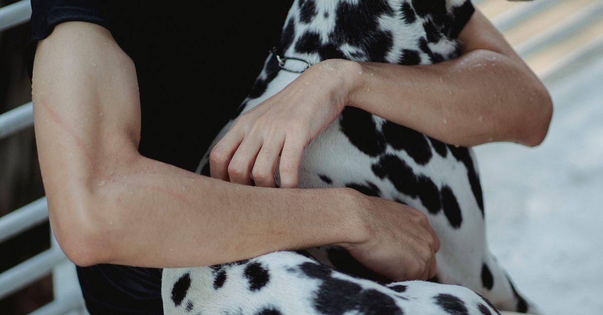 pet wound care