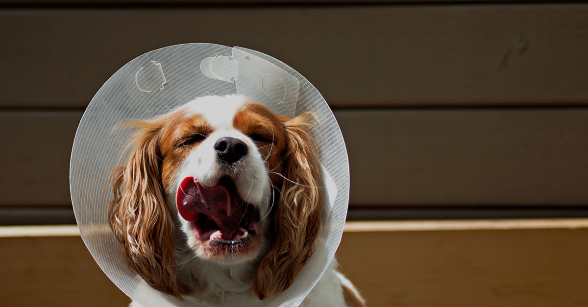 pet wound care