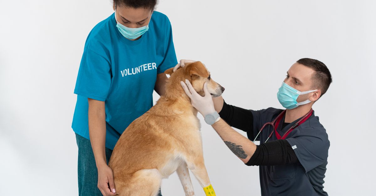 pet wound care
