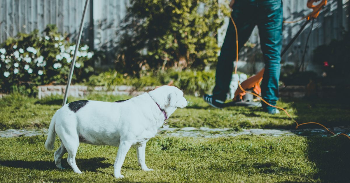 pet yard maintenance