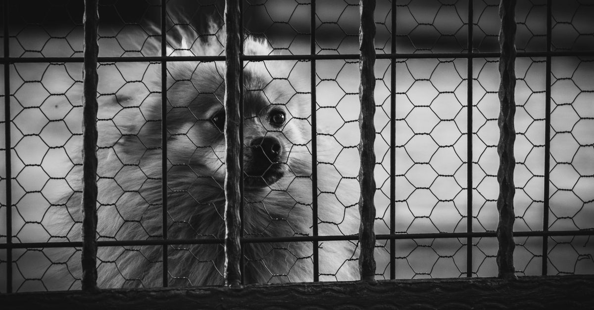 pets separated by gate