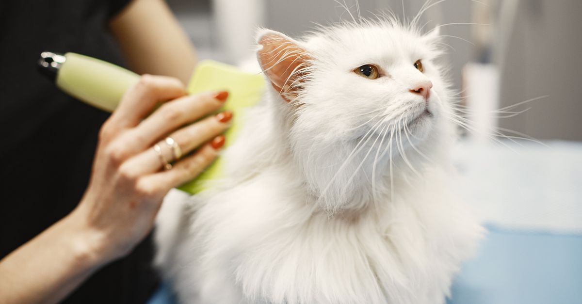 preventing pet hair