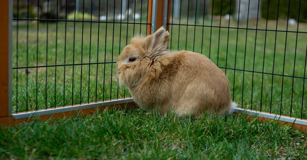 rabbit in enclosure near cat