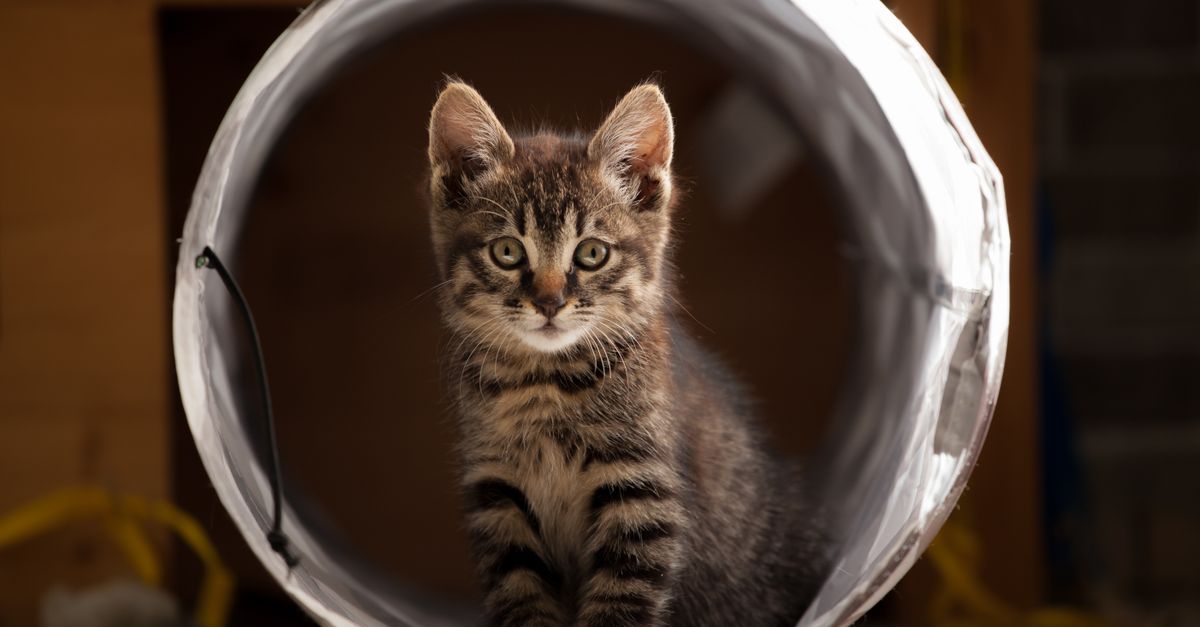setting up pet tunnels