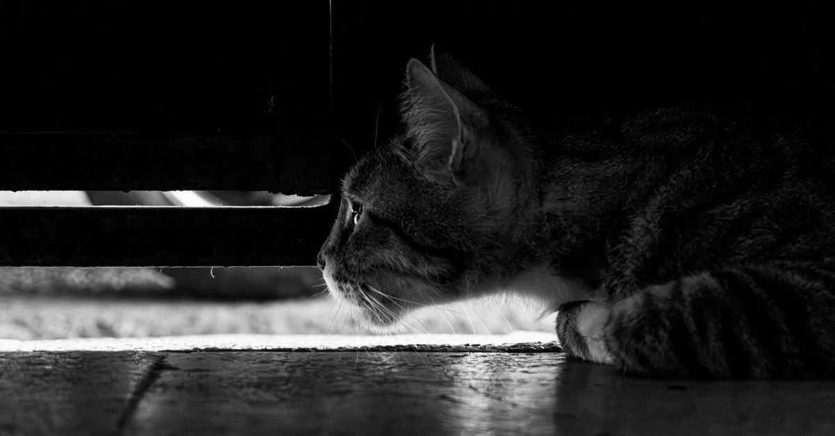 two cats at door gap