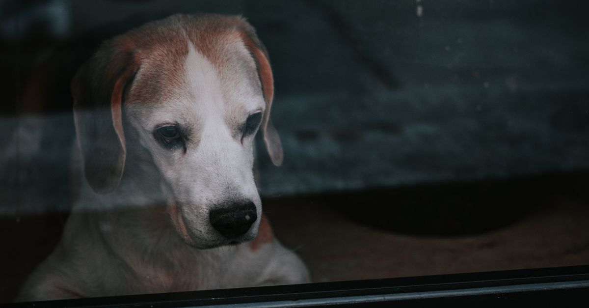 anxious dog alone