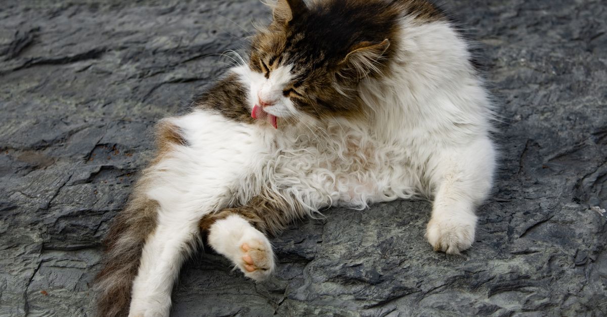 cat grooming