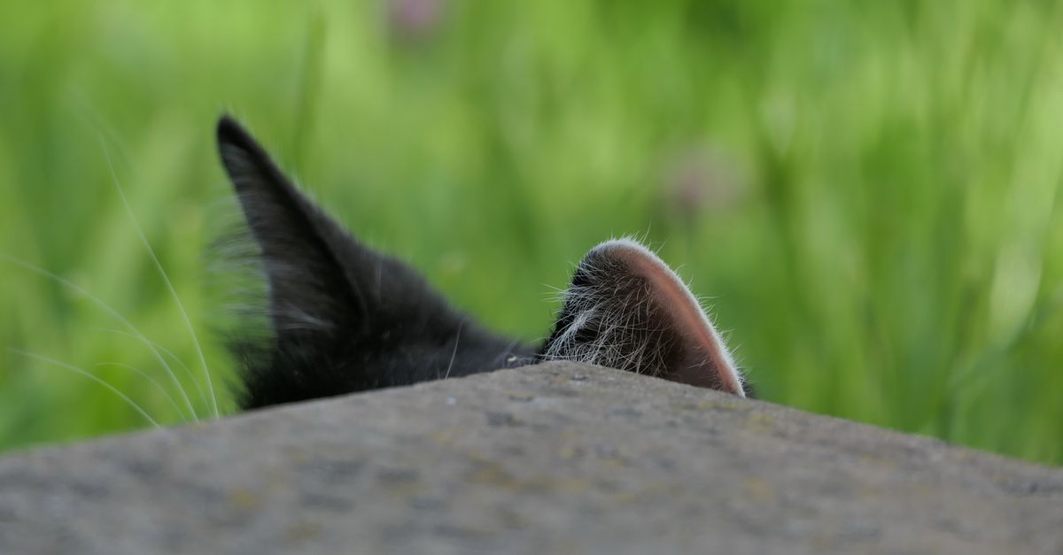 cat hearing test