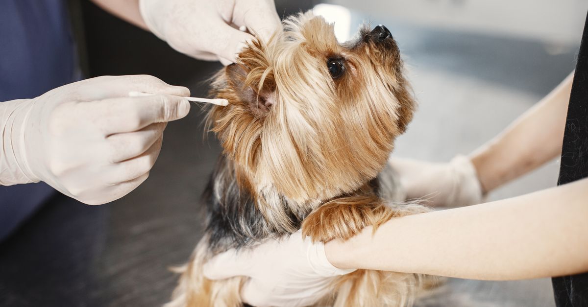 dog ear cleaning