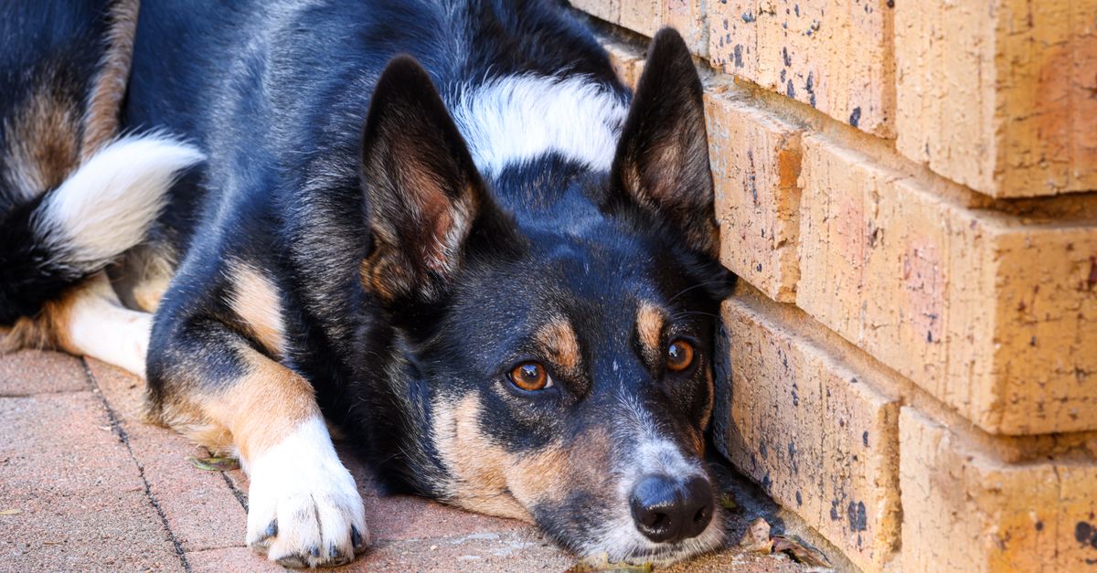 dog ear infection