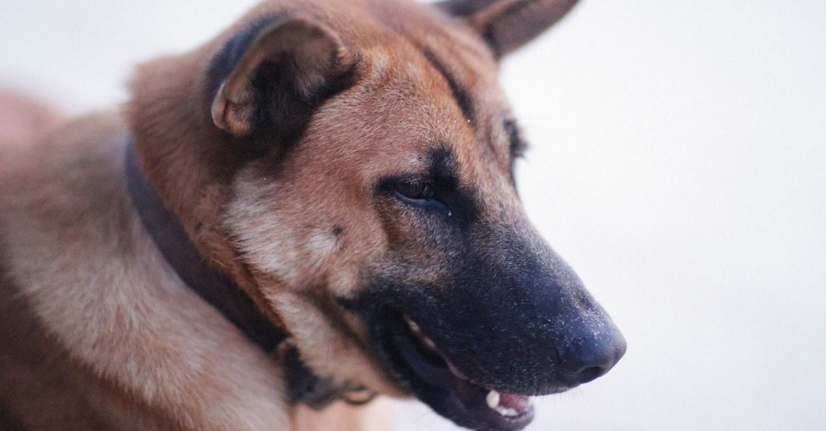 dog ear protection