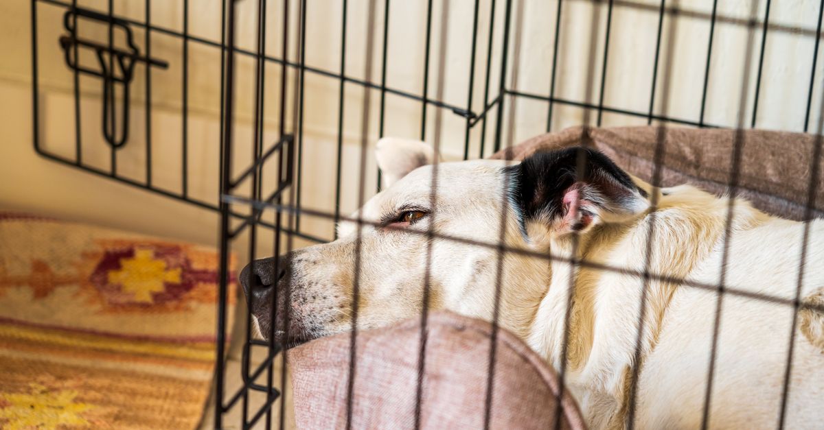 dog in comfortable kennel